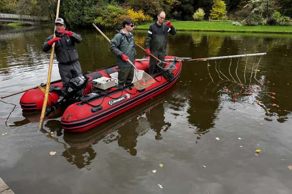 Abfischaktion in der Karlsaue